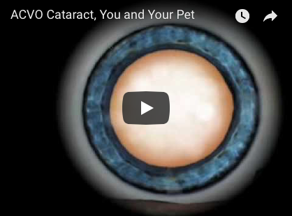 Cataract Surgery For Dogs Risks And Benefits
